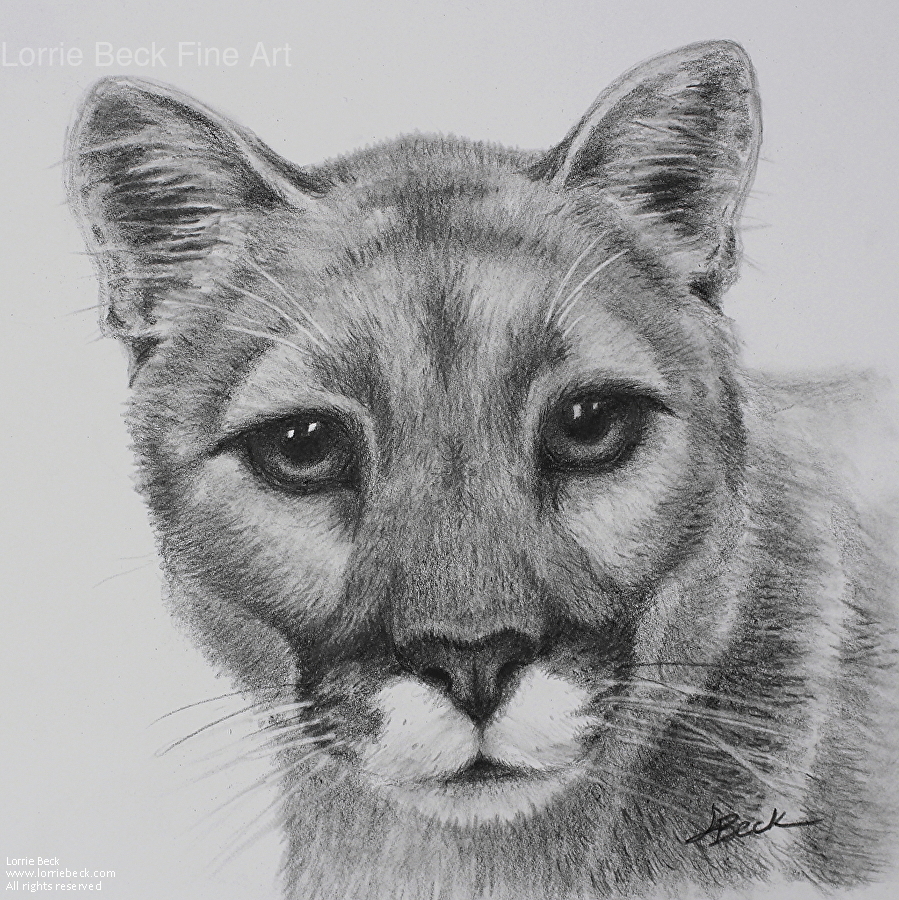 Lorrie Beck - Work Zoom Original Pencil Wildlife Drawing